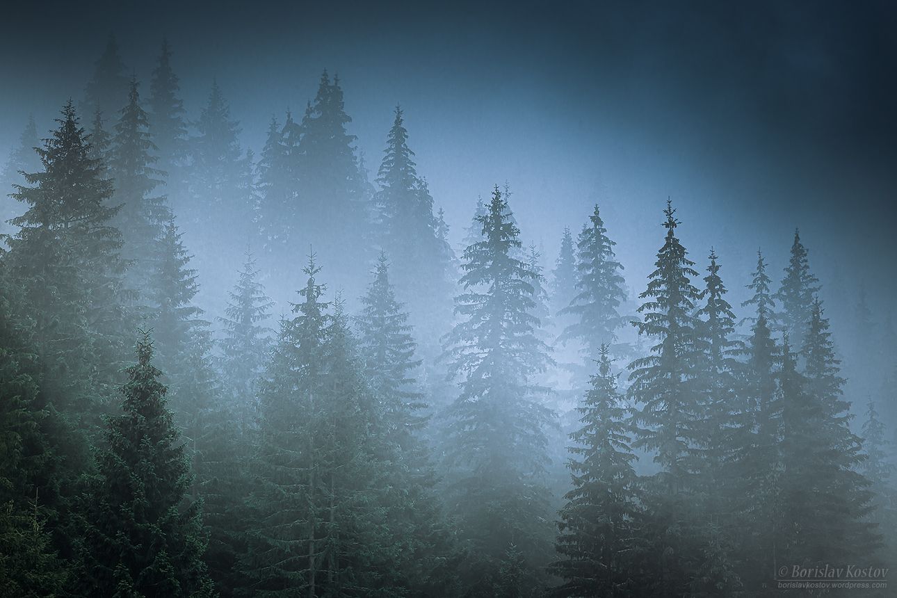 Transfagarasan misty trees, Romania