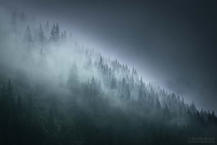 Transfagarasan misty trees