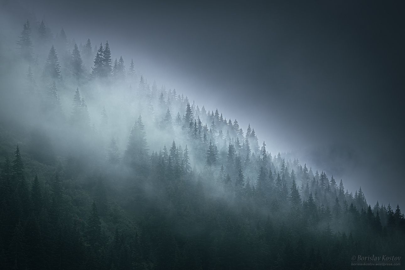 Transfagarasan misty trees, Romania