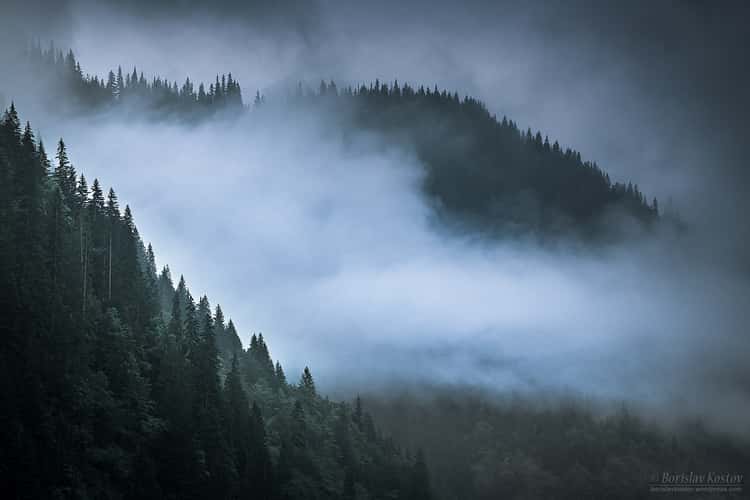 Transfagarasan misty trees