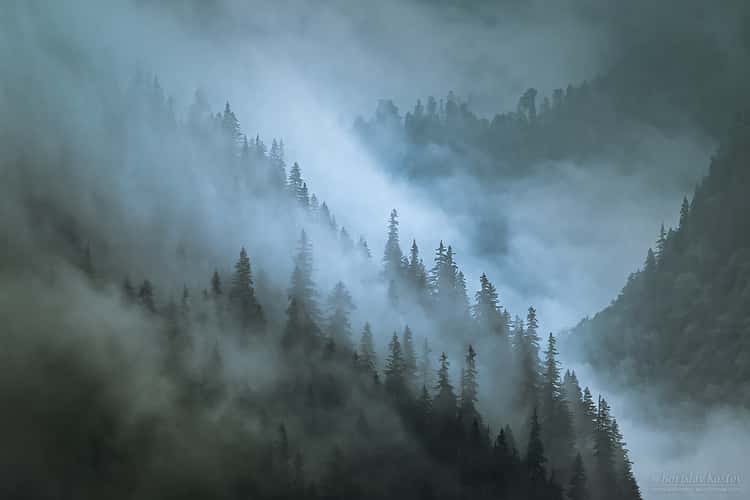 Transfagarasan misty trees