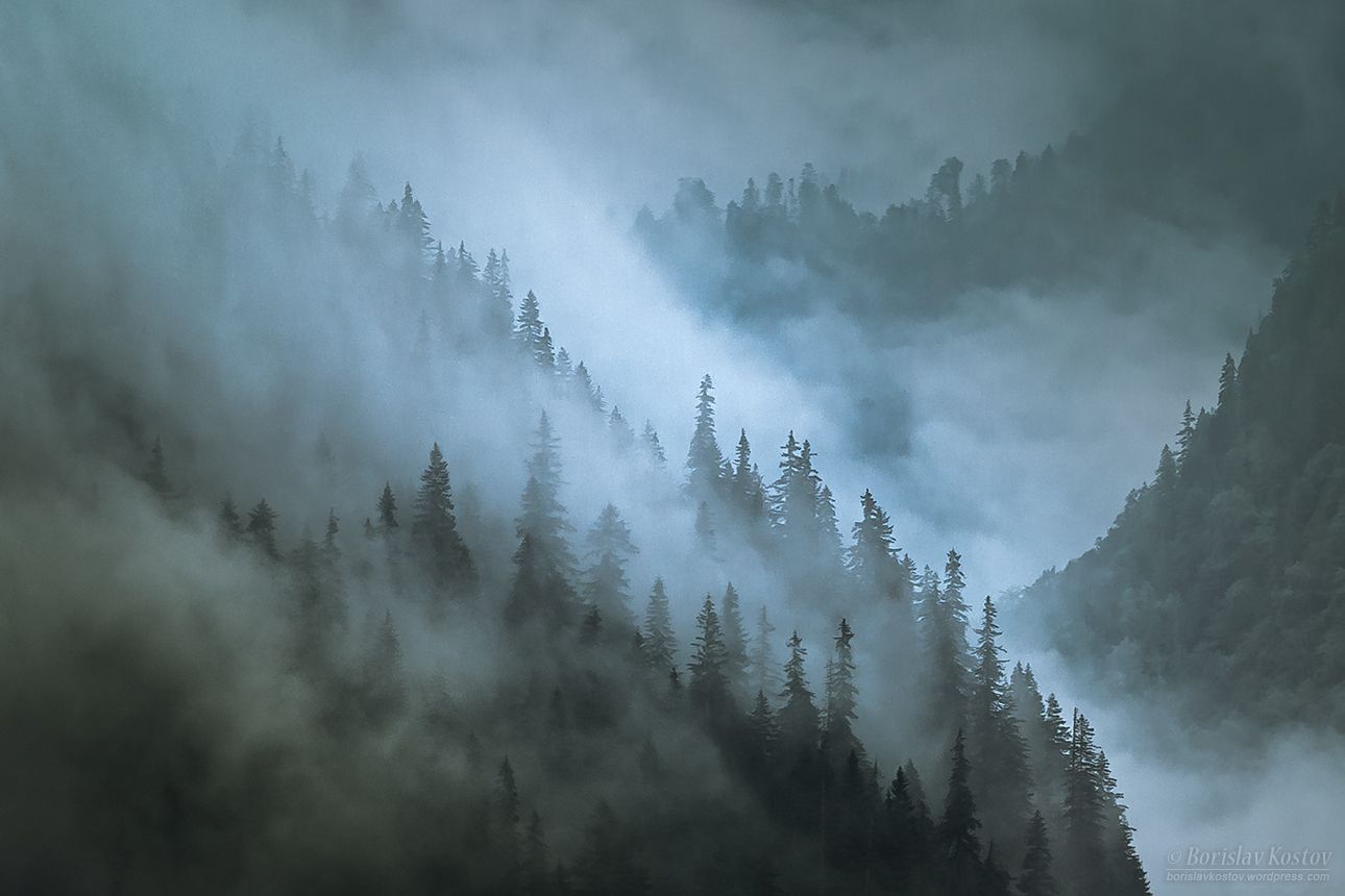 Transfagarasan misty trees, Romania