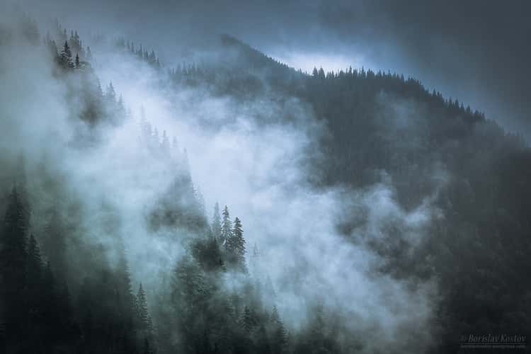 Transfagarasan misty trees