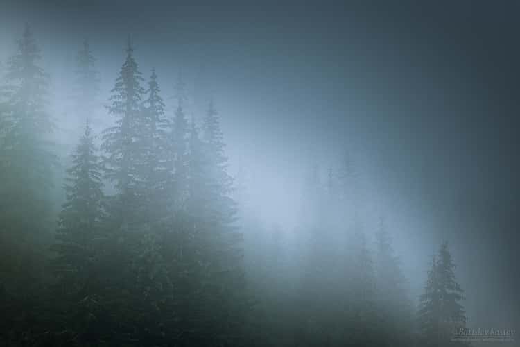 Transfagarasan misty trees