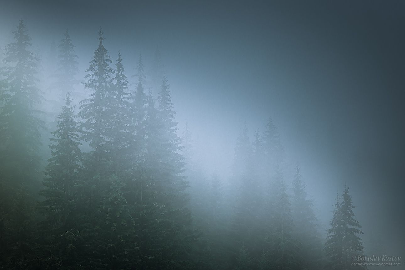 Transfagarasan misty trees, Romania