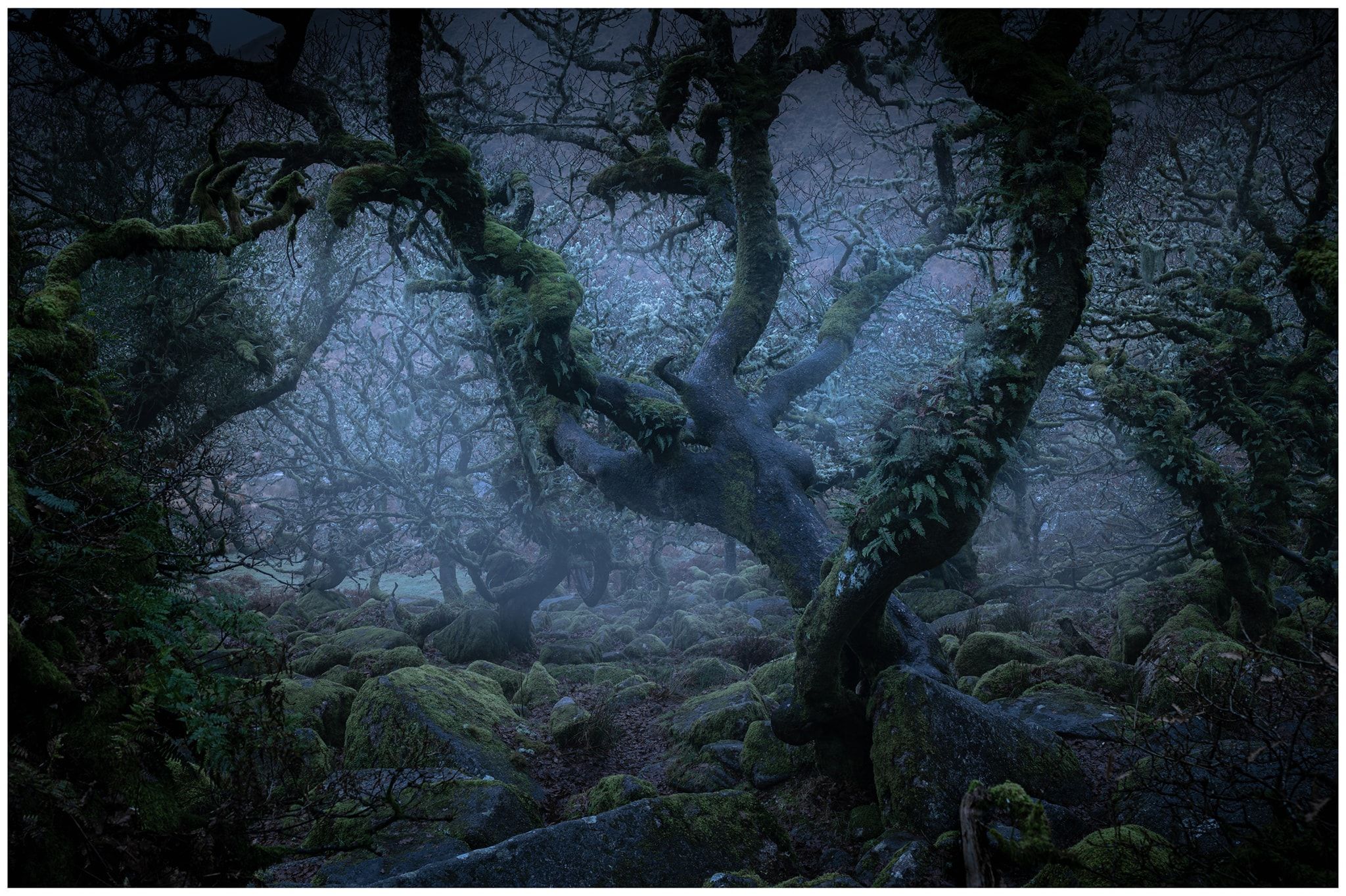 Wistman Woods, United Kingdom