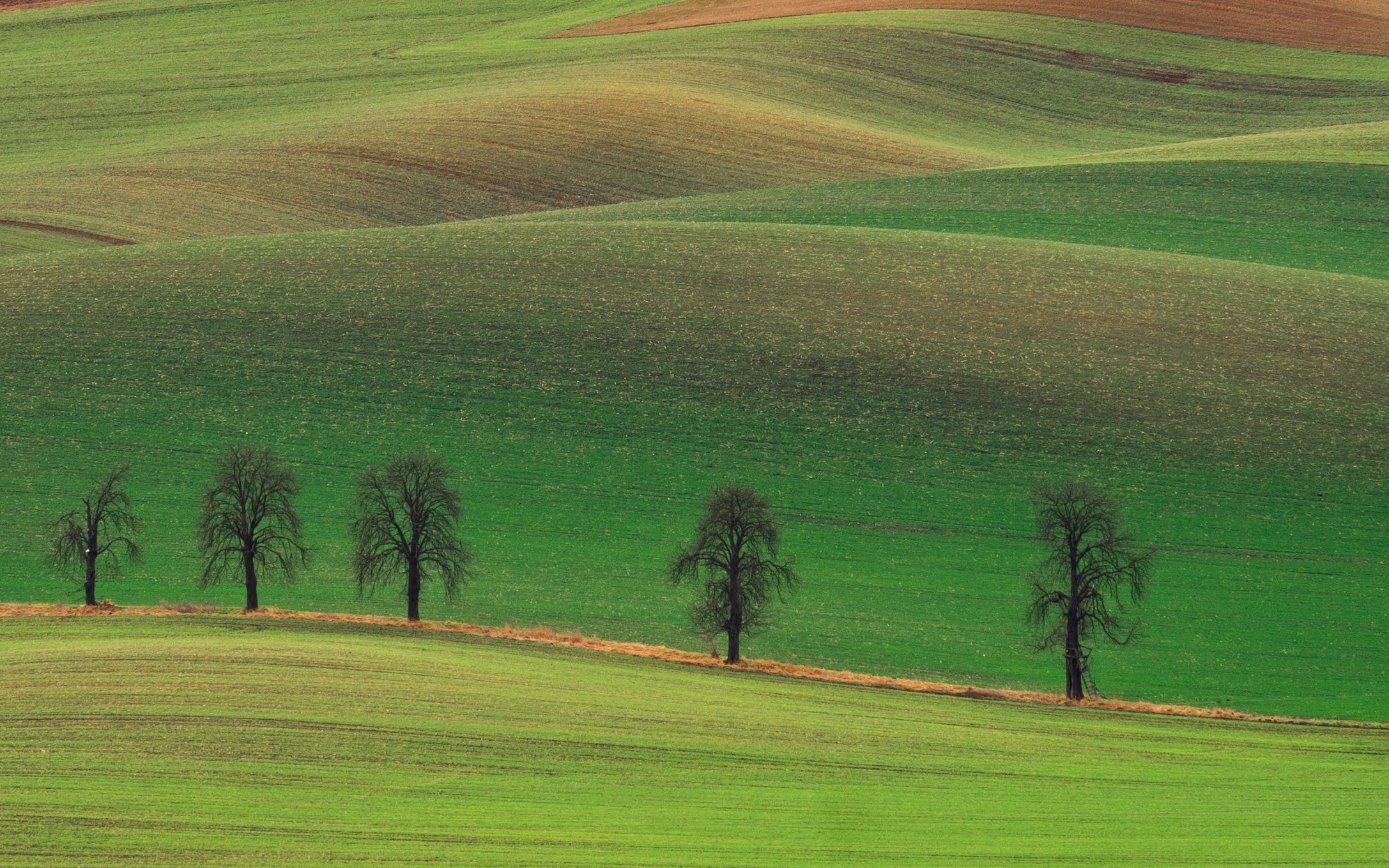 Chestnuts Avenue, Moravia, Czech Republic
