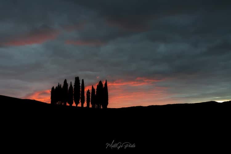Cypresses in Val d'Orcia