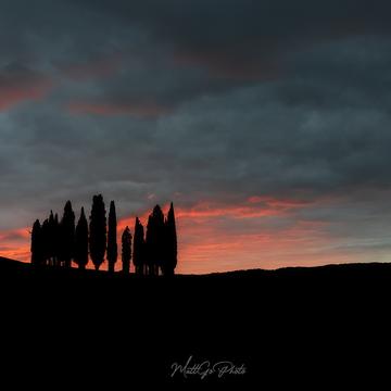 Cypresses in Val d'Orcia, Italy