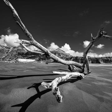 Driftwood on Black Sand, Mokau, North Island, New Zealand