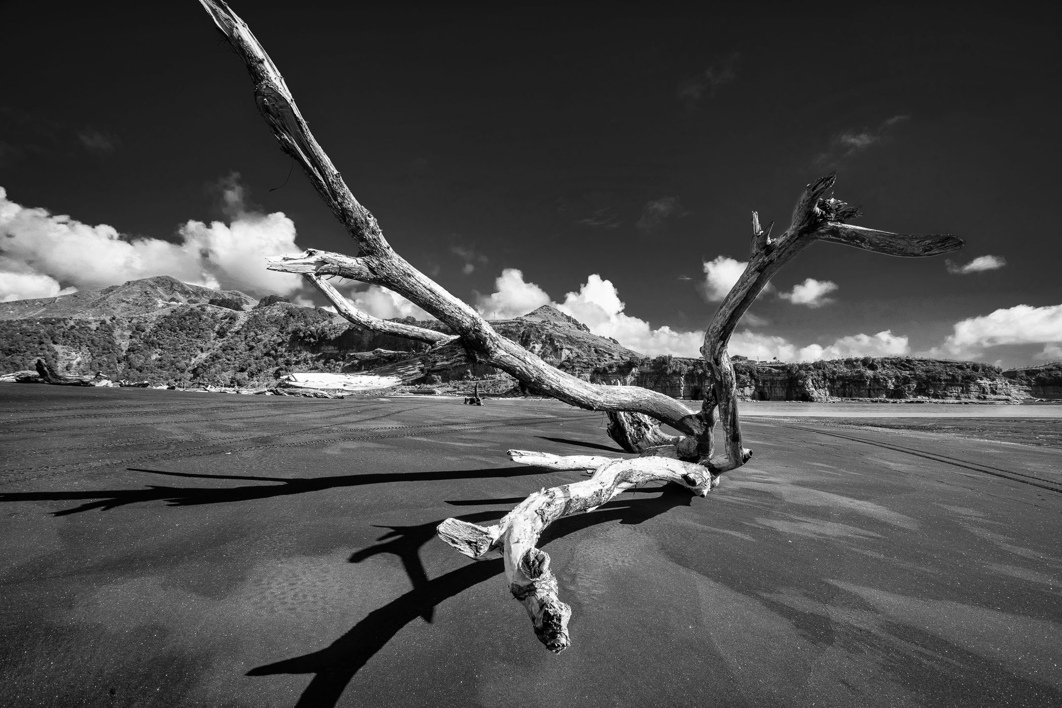 Driftwood on Black Sand, Mokau, North Island, New Zealand