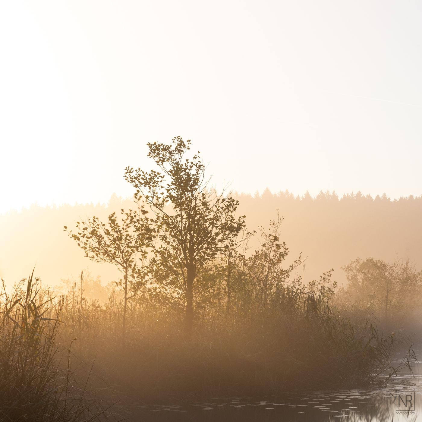 Morning Mood at Eggstätter Moos, Germany