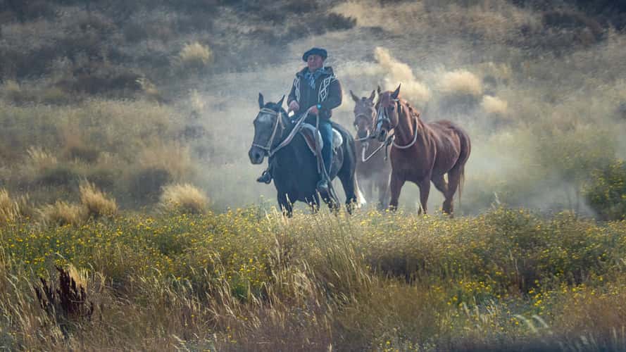 Gaucho on the fields