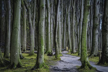 Gespensterwald (Ghost Forrest), Nienhagen