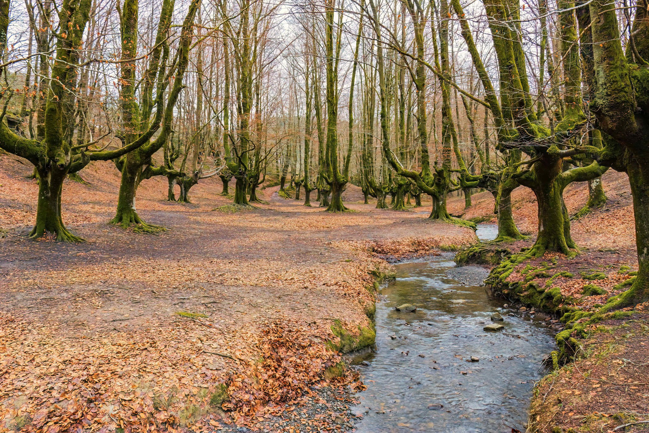 Hayedo de Otzarreta, Spain