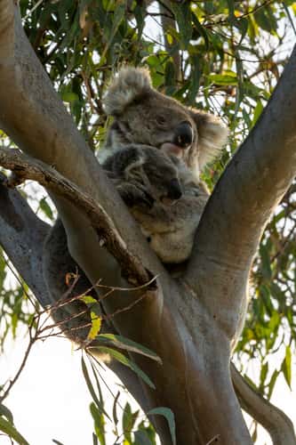 Koala trail on Raymond Island
