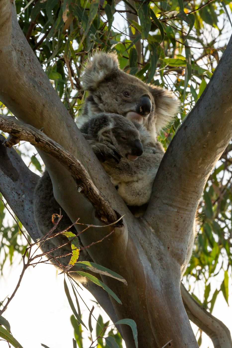 Koala trail on Raymond Island, Australia