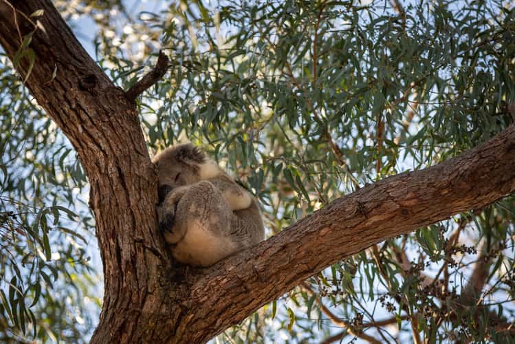 Koala trail on Raymond Island