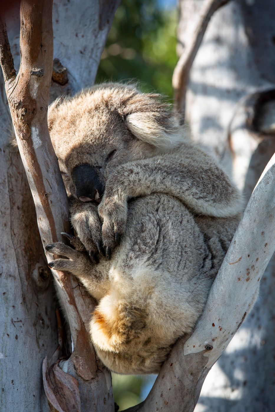 Koala trail on Raymond Island, Australia