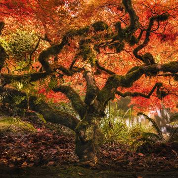 Kubota Japanese Garden, Seattle, USA
