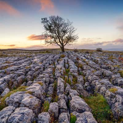 lone tree, United Kingdom