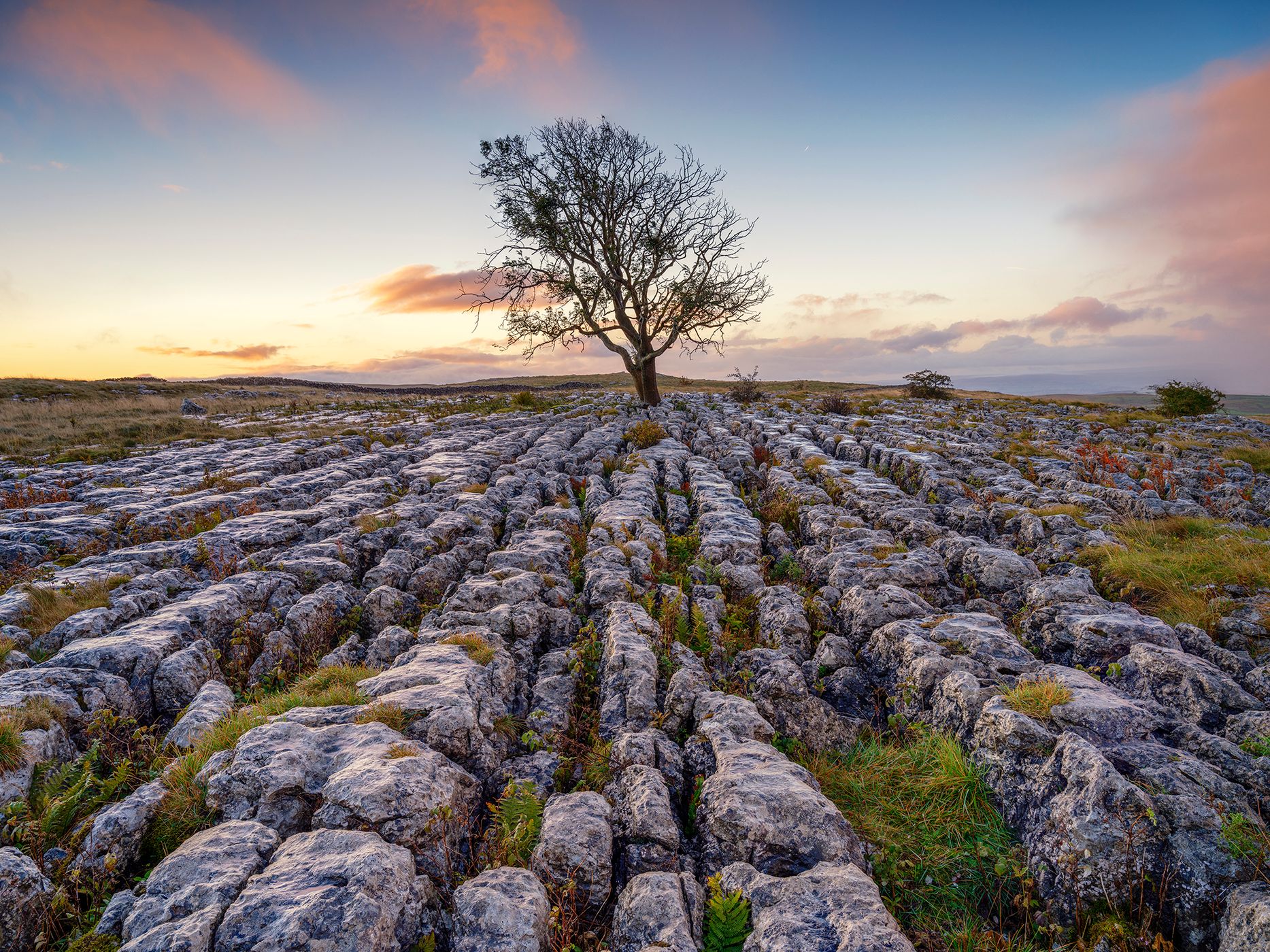 lone tree, United Kingdom