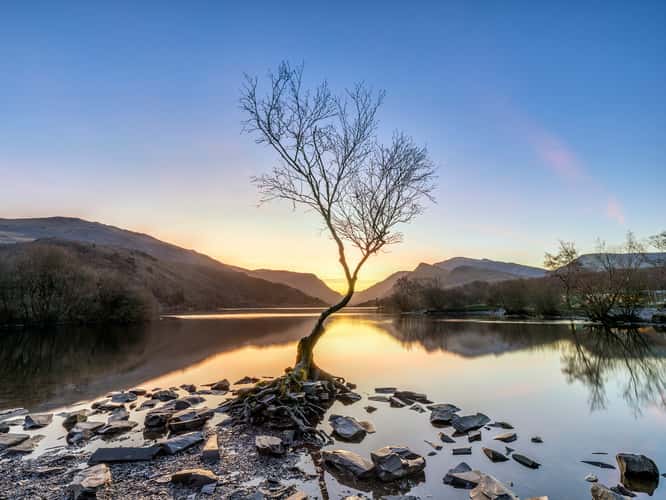 Lonely Tree Llanberis