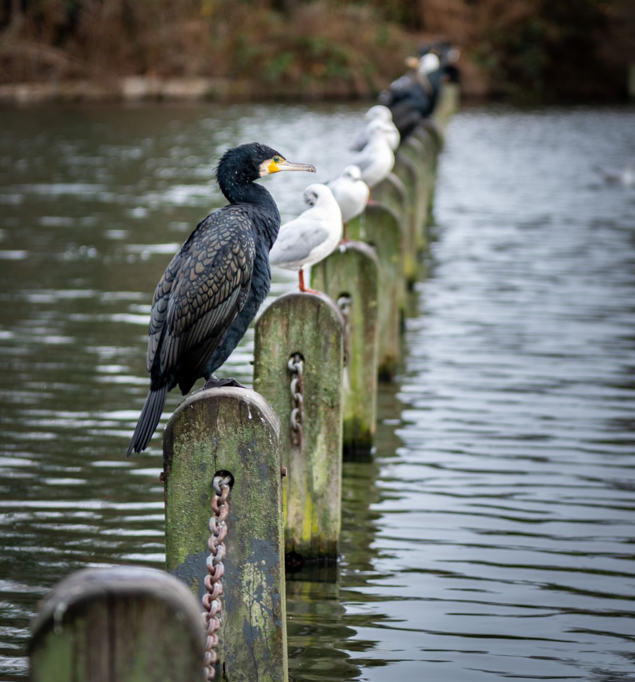 Poles over hyde park lake, United Kingdom