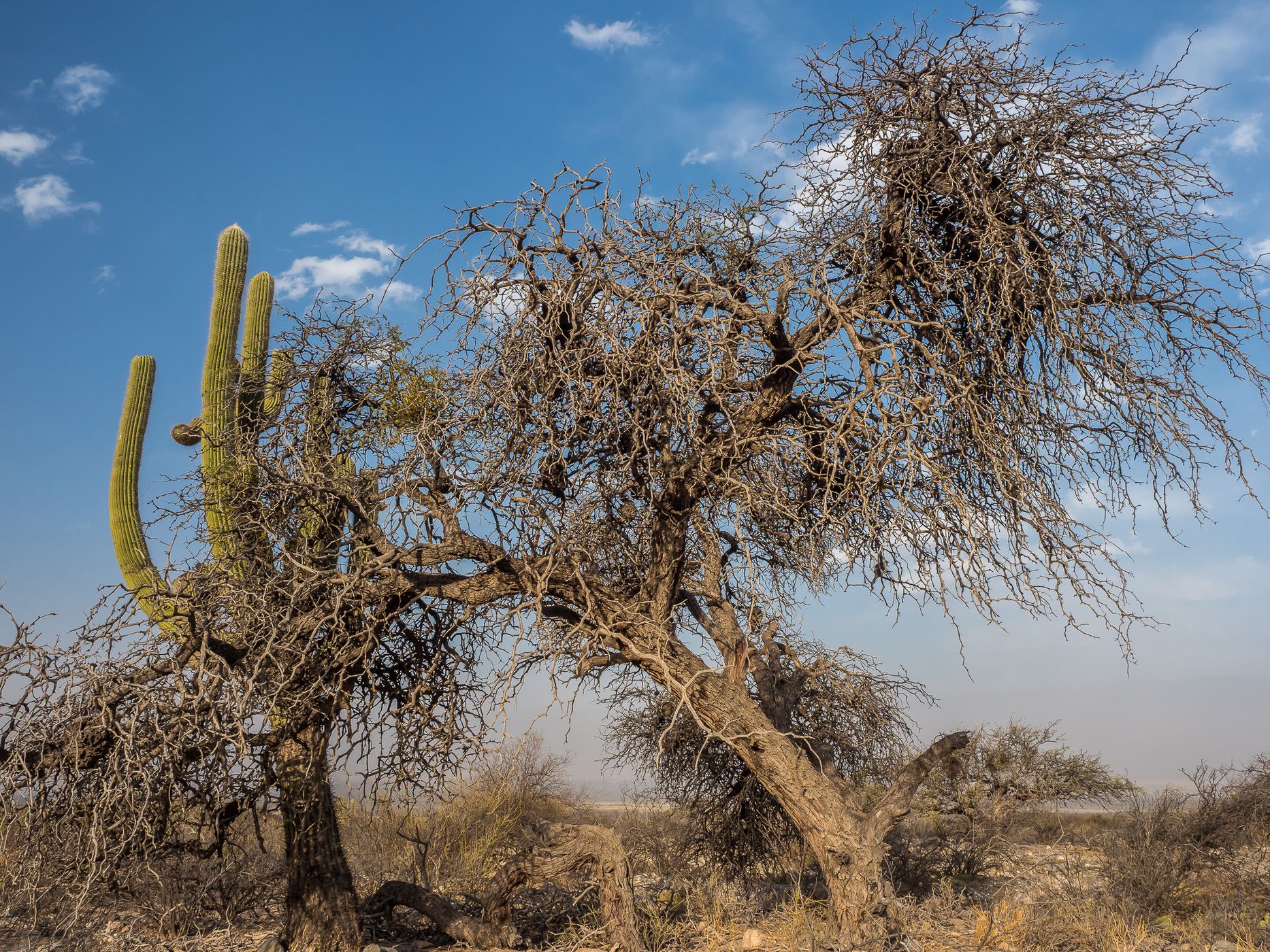 Quilmes Semi-desert, Argentina