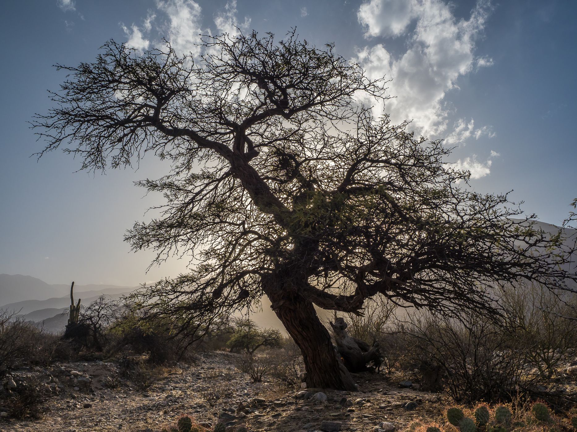 Quilmes Semi-desert, Argentina