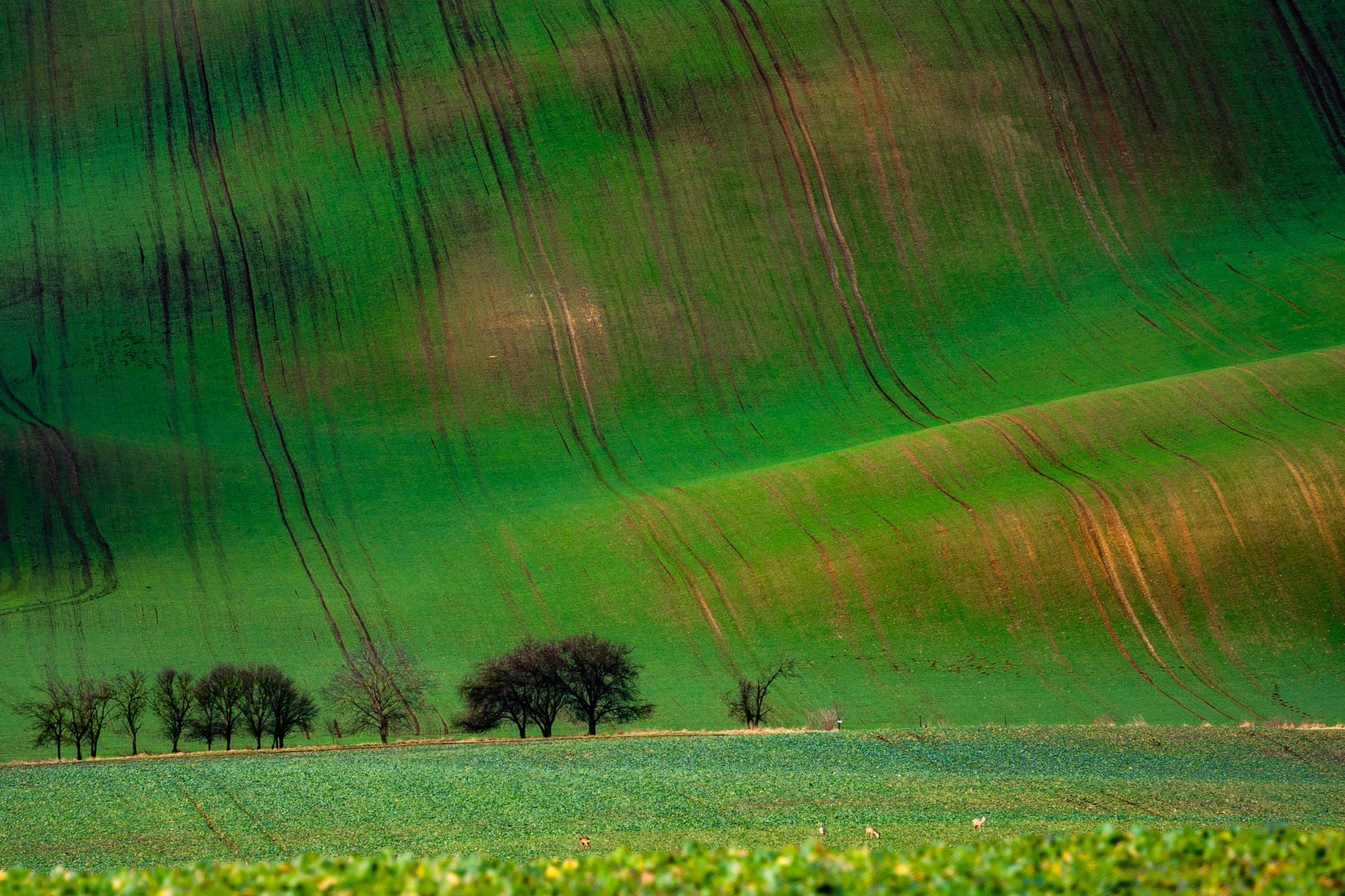 Rolling hills, Moravia, Czech Republic