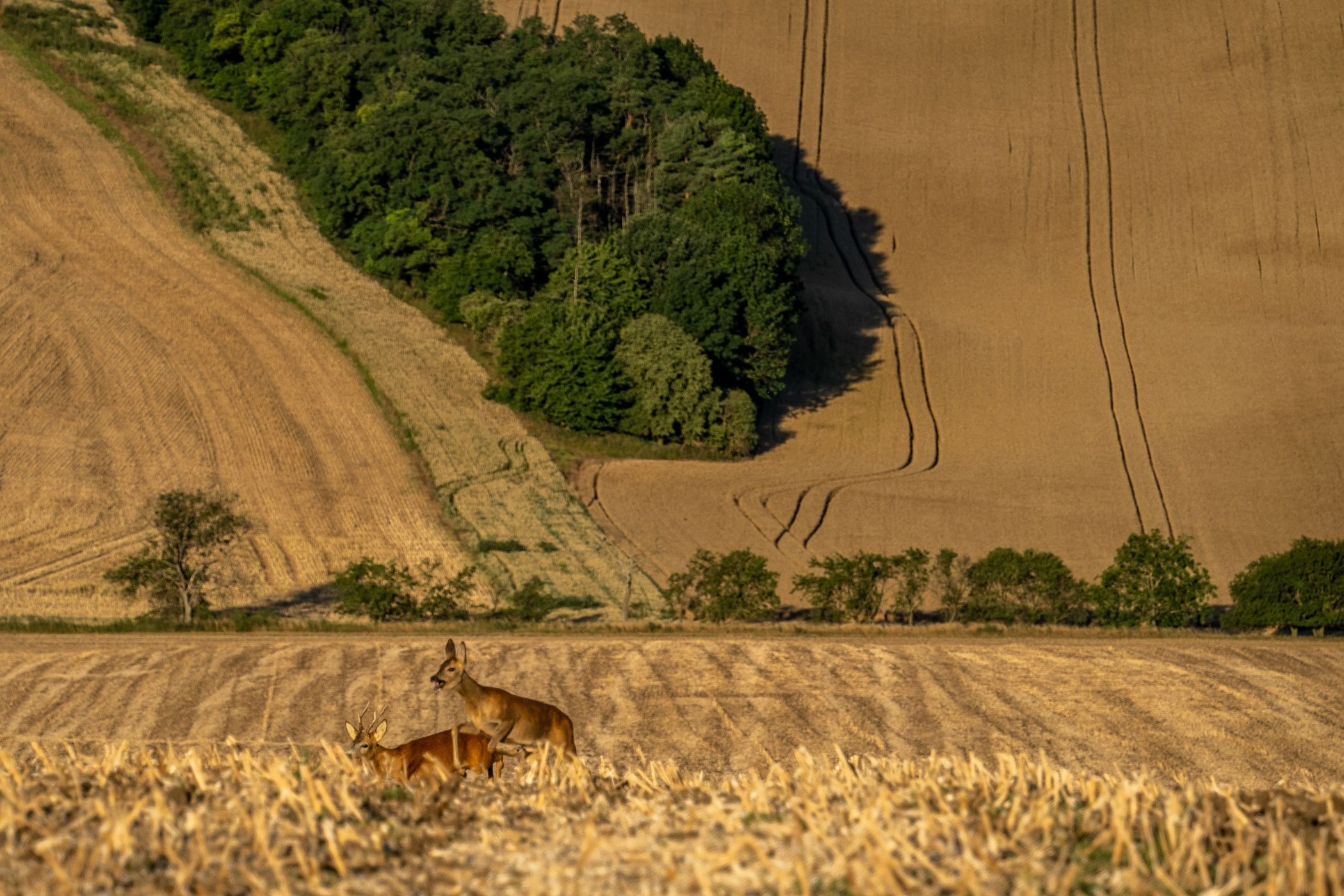 Rolling hills, Moravia, Czech Republic