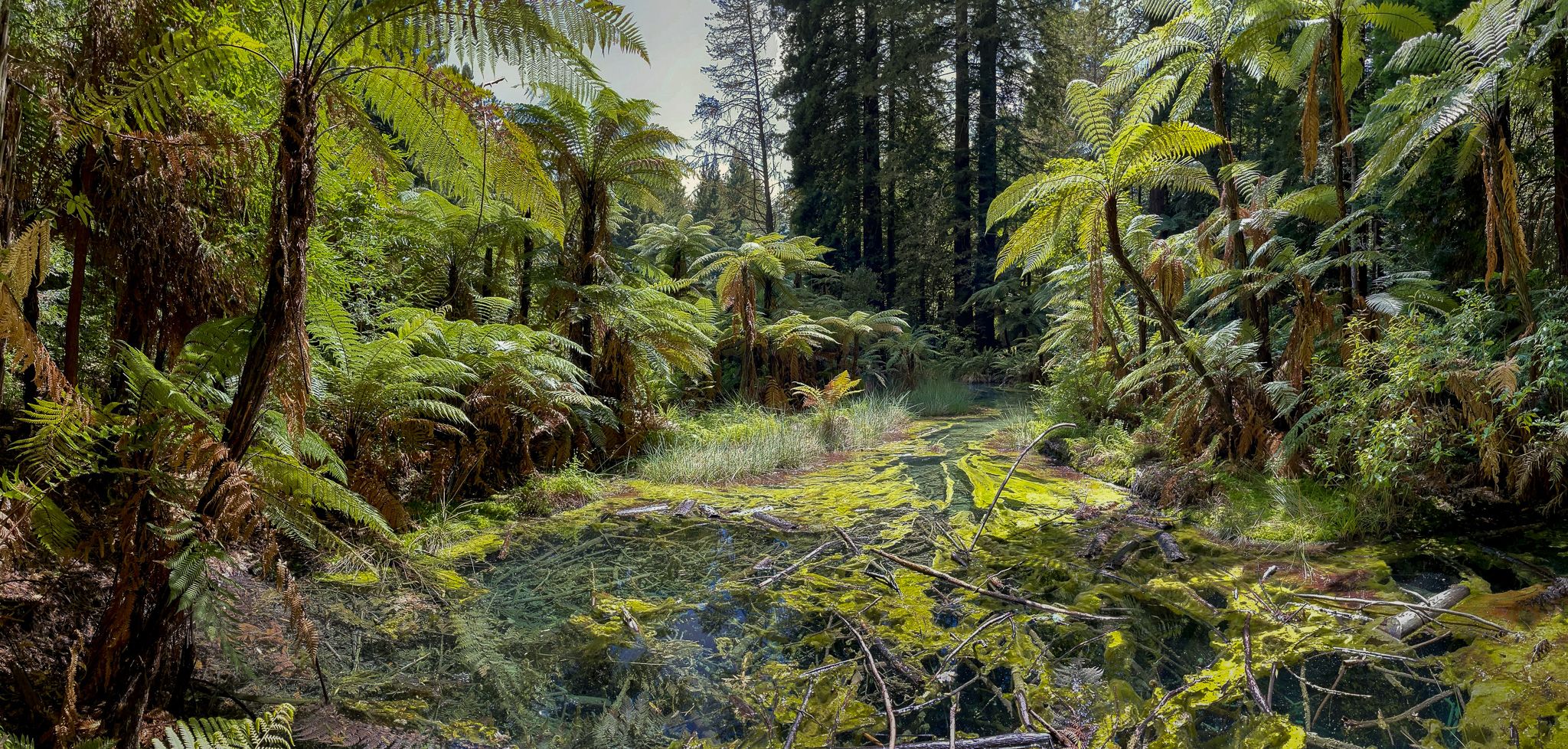 Rotorua Redwoods, New Zealand