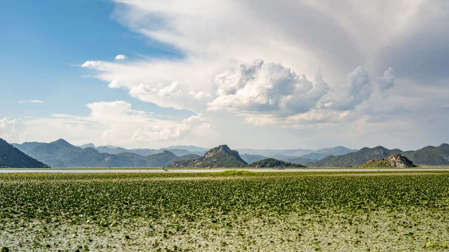 Boat Tour on Skadar Lake