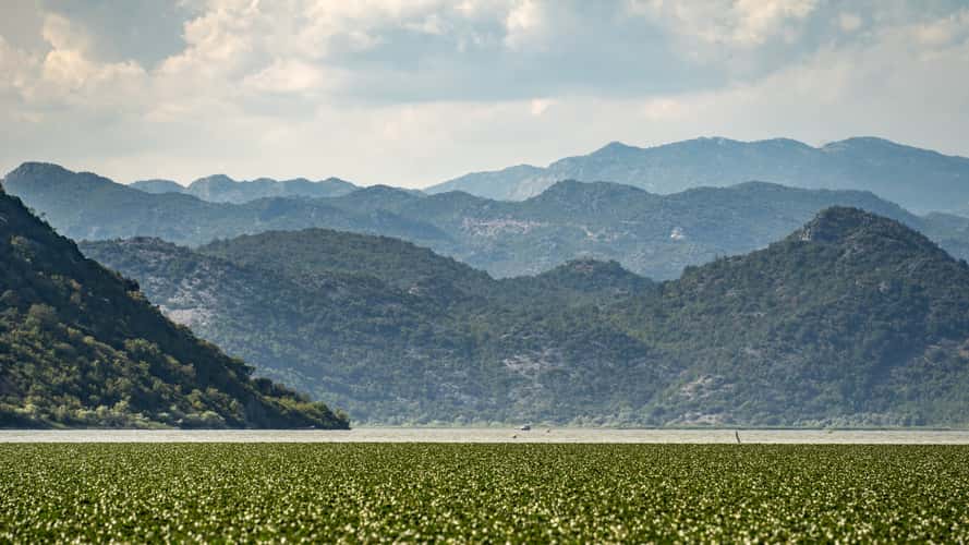 Boat Tour on Skadar Lake