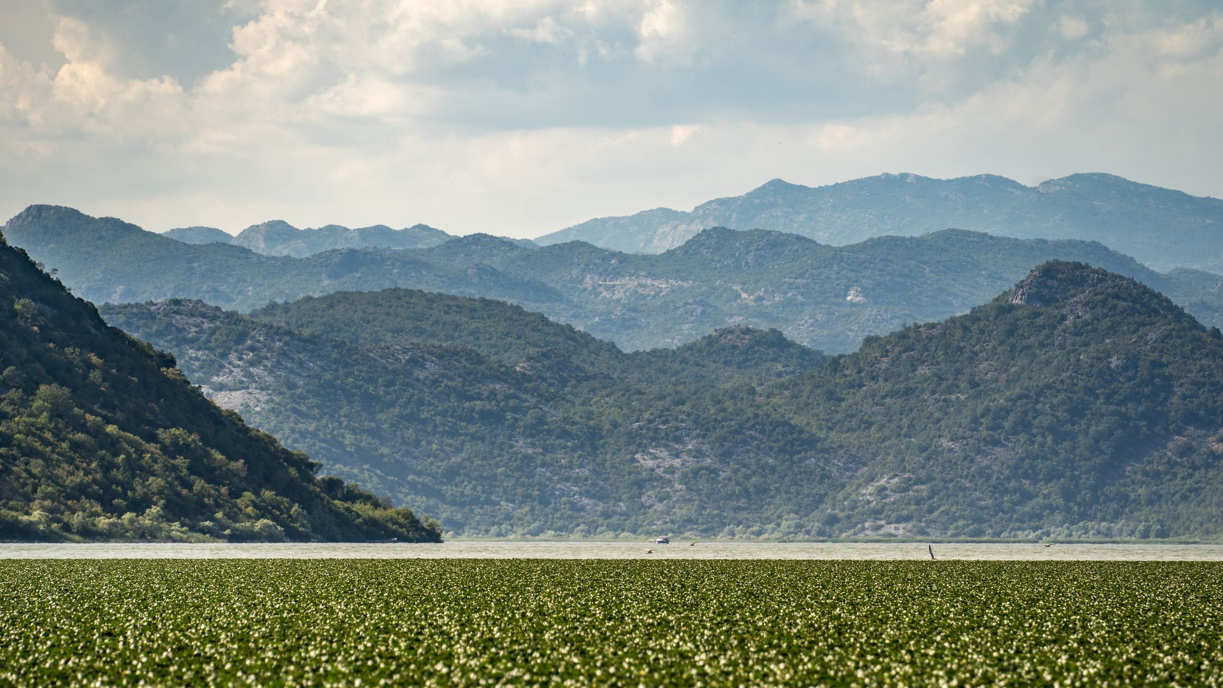 Boat Tour on Skadar Lake, Montenegro