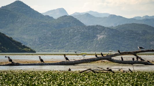 Boat Tour on Skadar Lake