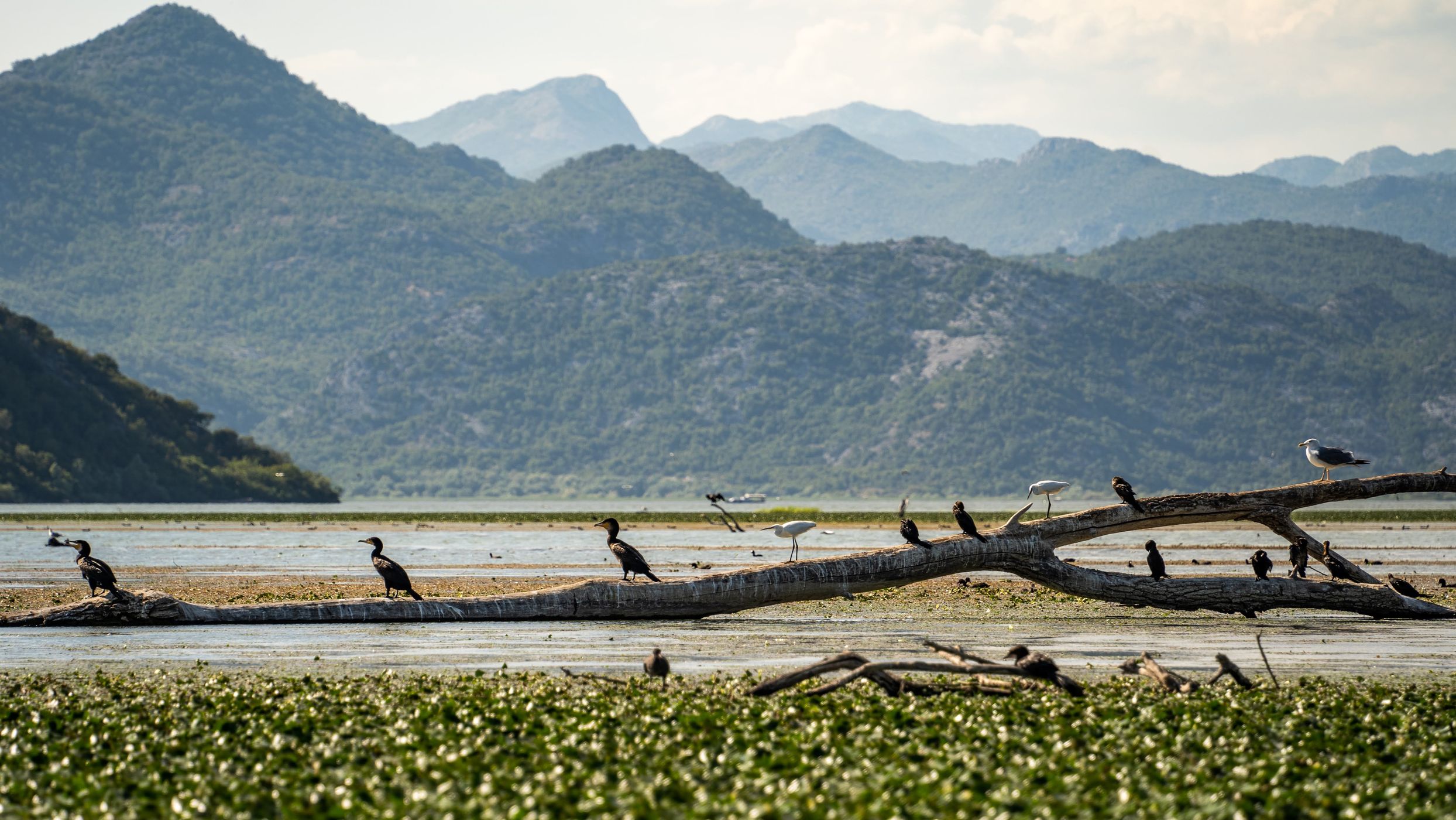 Boat Tour on Skadar Lake, Montenegro