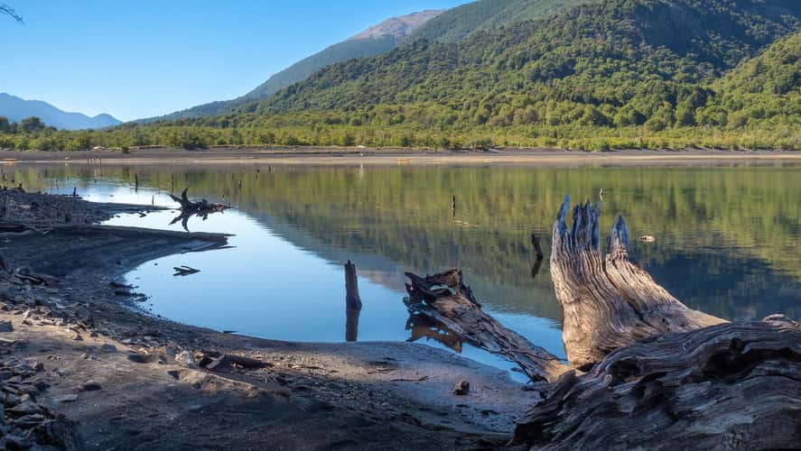 Submerged forests in Laguna verde