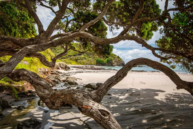 Trees view, Tapotupotu Bay, Northland, North Island