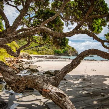 Trees view, Tapotupotu Bay, Northland, North Island, New Zealand