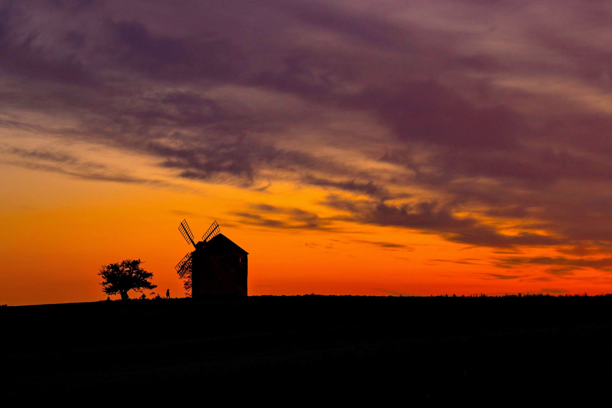 Windmill in the middle of a blooming clover field, Czech Republic