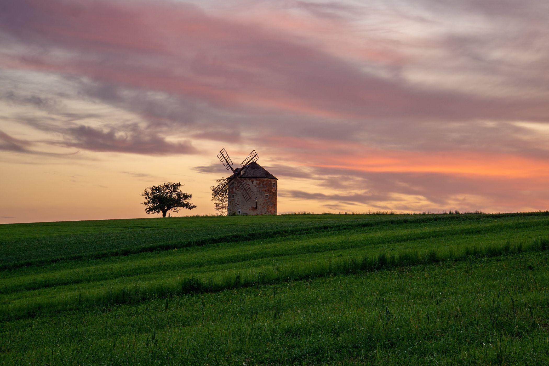 Windmill in the middle of a blooming clover field, Czech Republic