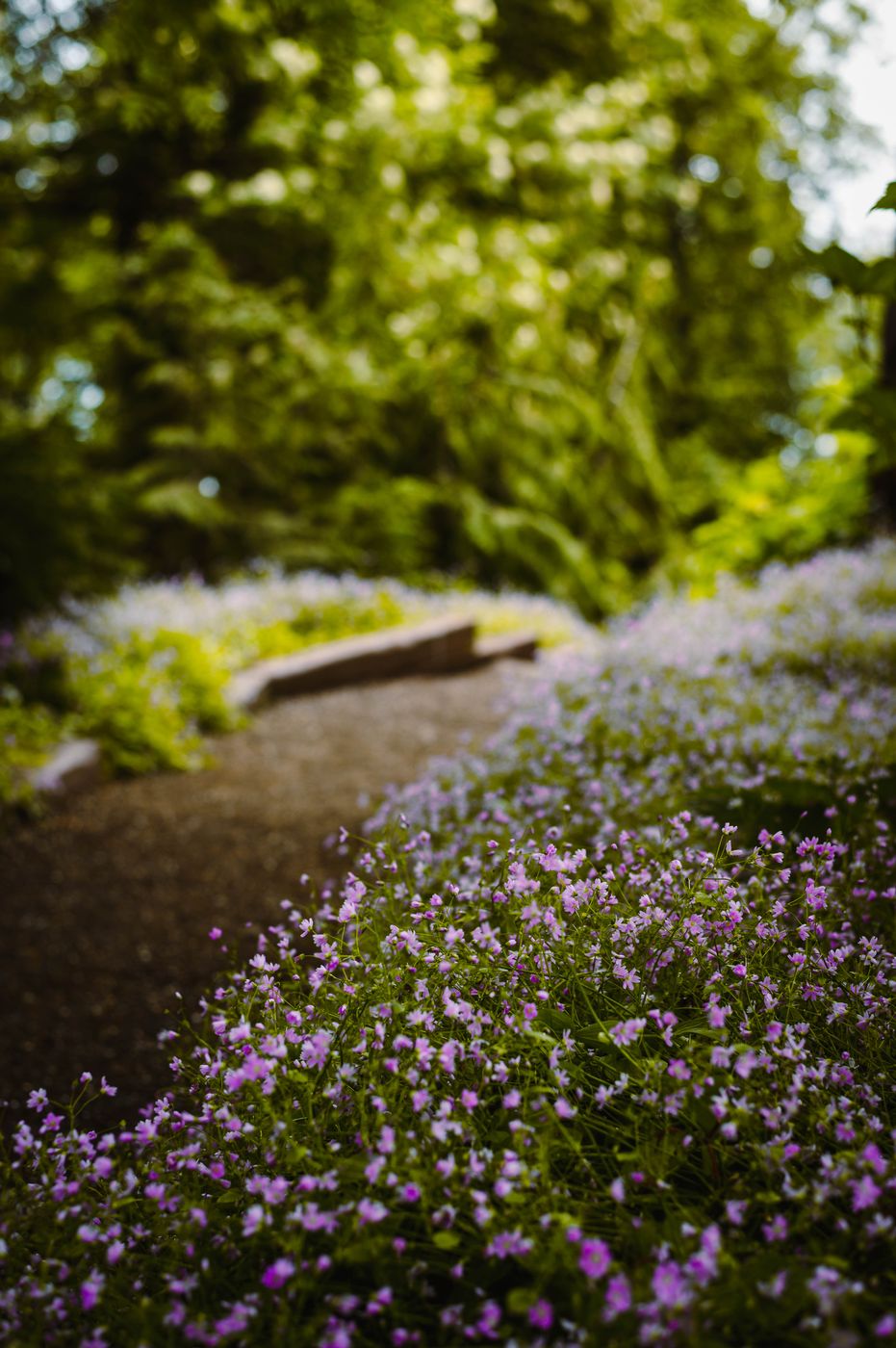 Akureyri Botanical Garden, Iceland