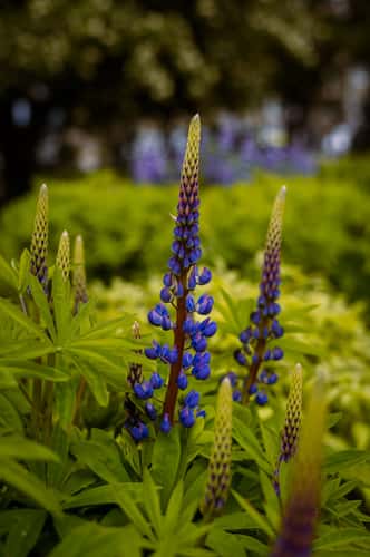 Akureyri Botanical Garden