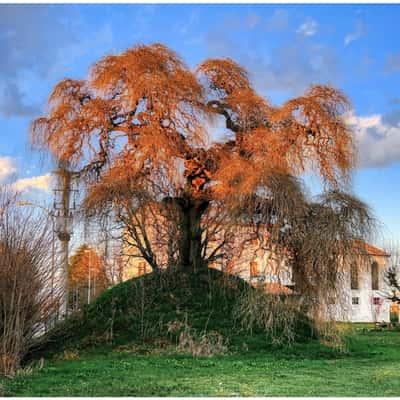 Ancient Sofora tree in Tezze di Vazzola, Italy