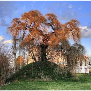Ancient Sofora tree in Tezze di Vazzola, Italy