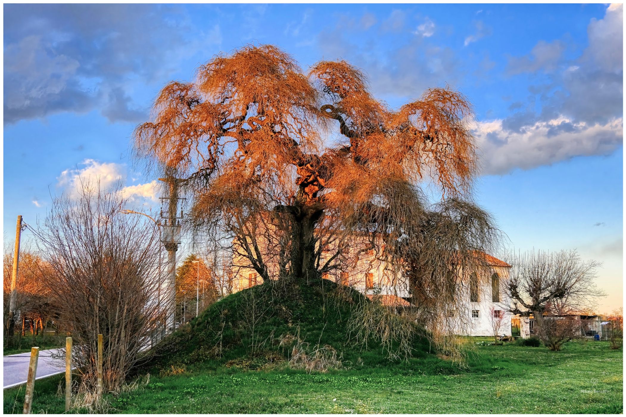 Ancient Sofora tree in Tezze di Vazzola, Italy