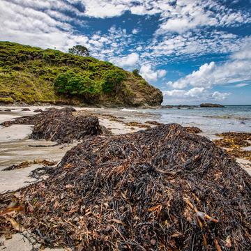 Beach seaweed, Tapotupotu Beach, North Island, New Zealand