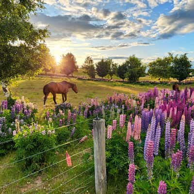 Braemar Road, Tekapo, New Zealand
